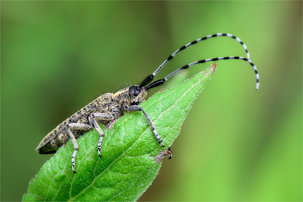 Scheckhorn-Distelbock (Agapanthia villosoviridescens)