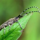 Scheckhorn-Distelbock (Agapanthia villosoviridescens)