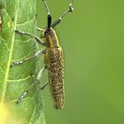 Scheckhorn-Distelbock (Agapanthia villosoviridescens)