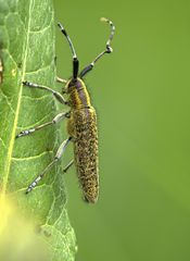 Scheckhorn-Distelbock (Agapanthia villosoviridescens)