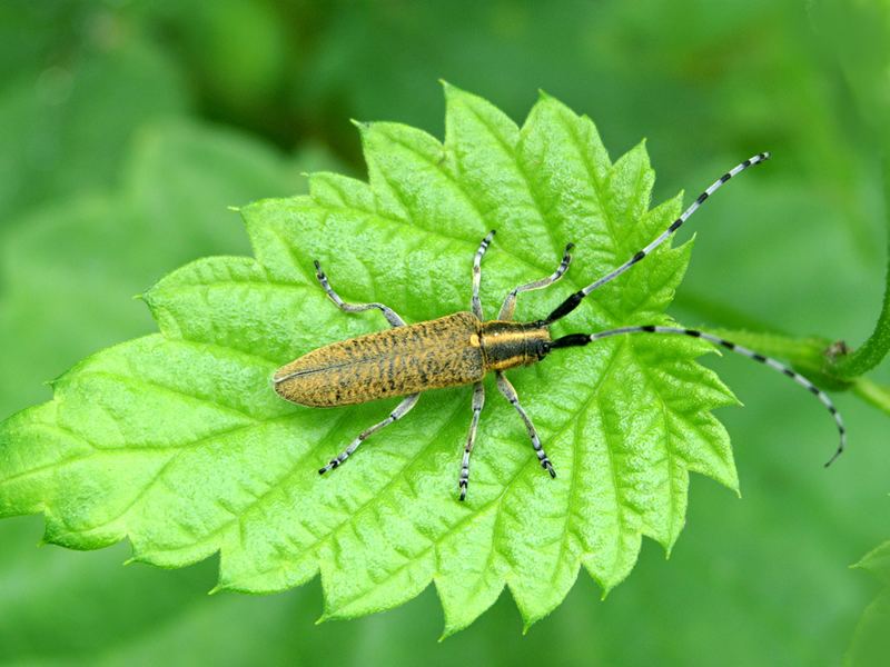 Scheckhorn Distelbock - ein interessanter Käfer