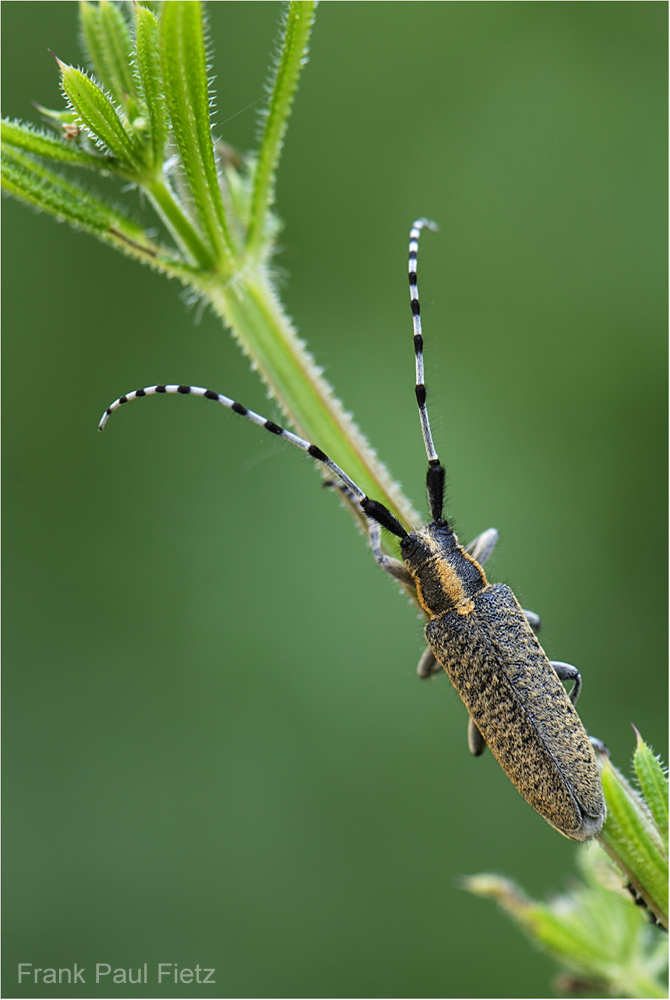 Scheckhornbock | Agapanthia villosoviridescens