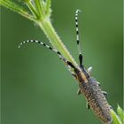 Scheckhornbock | Agapanthia villosoviridescens