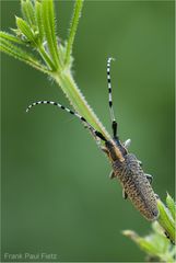 Scheckhornbock | Agapanthia villosoviridescens