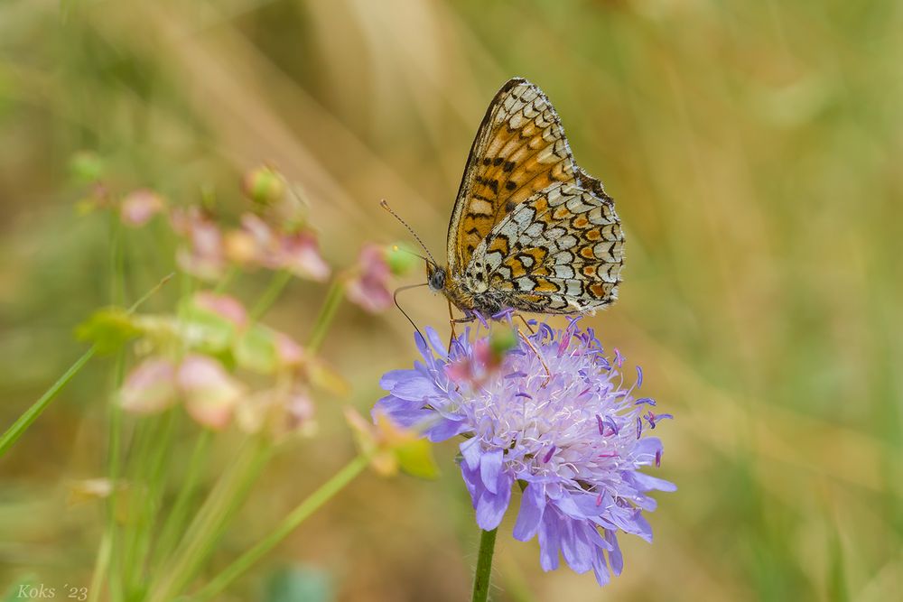 Schecki auf Scabiosa