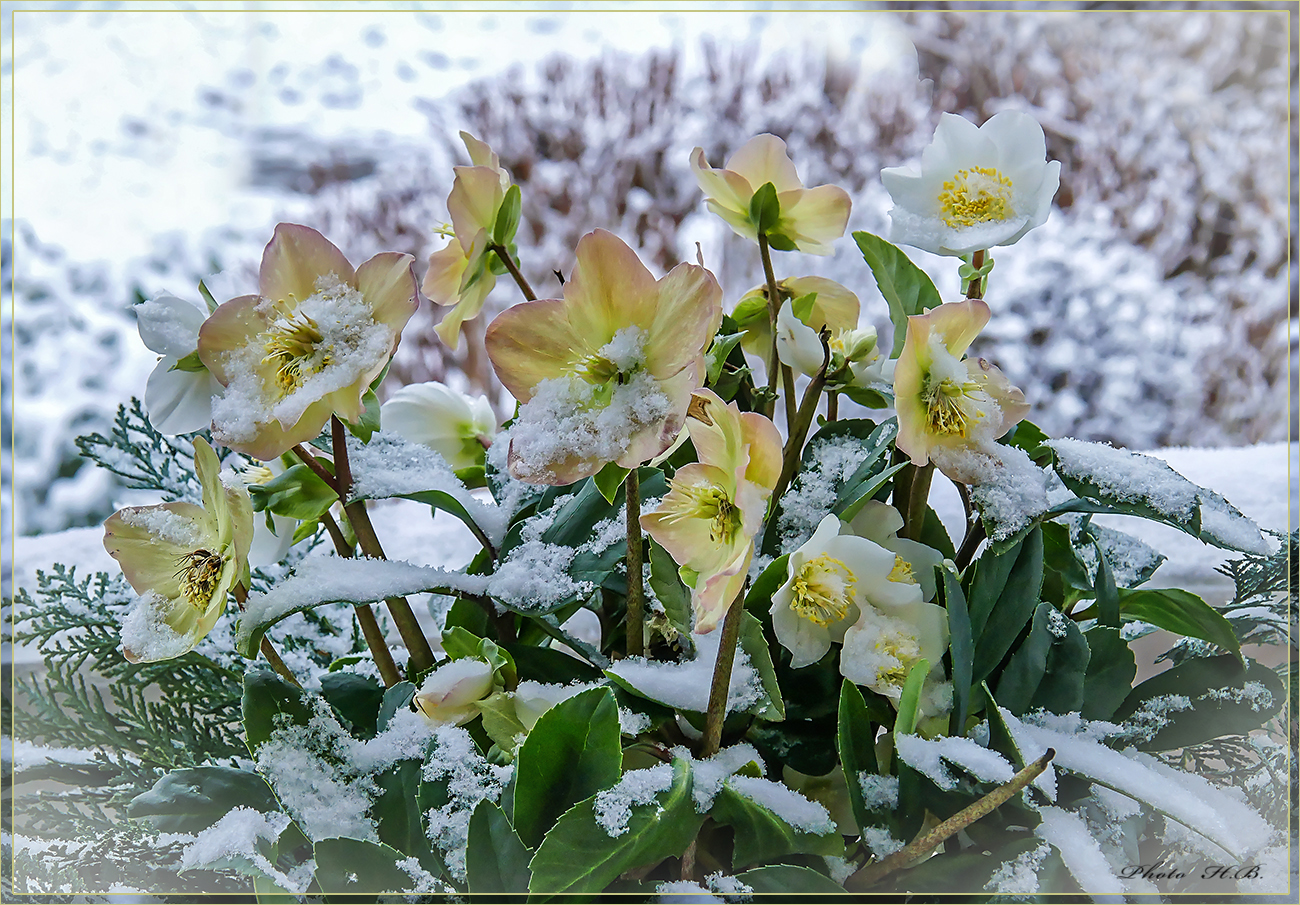 Schee auf Christrosen