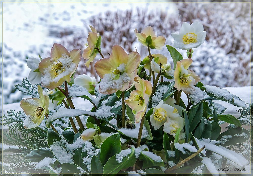 Schee auf Christrosen Foto & Bild winter, schnee, natur Bilder auf
