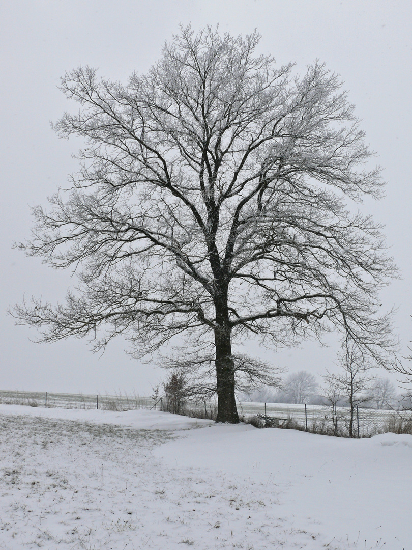 Schee mit Schnee ;-)