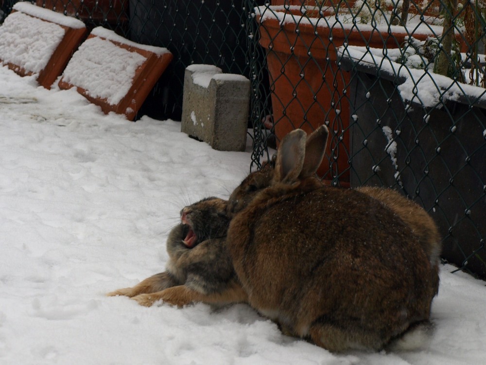 "Scheeeeeeeeeeeeeeiß Schnee"