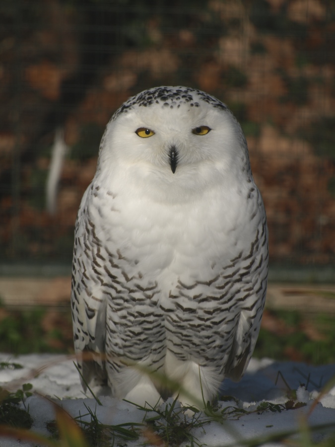 Scheeeule im Zoo Basel