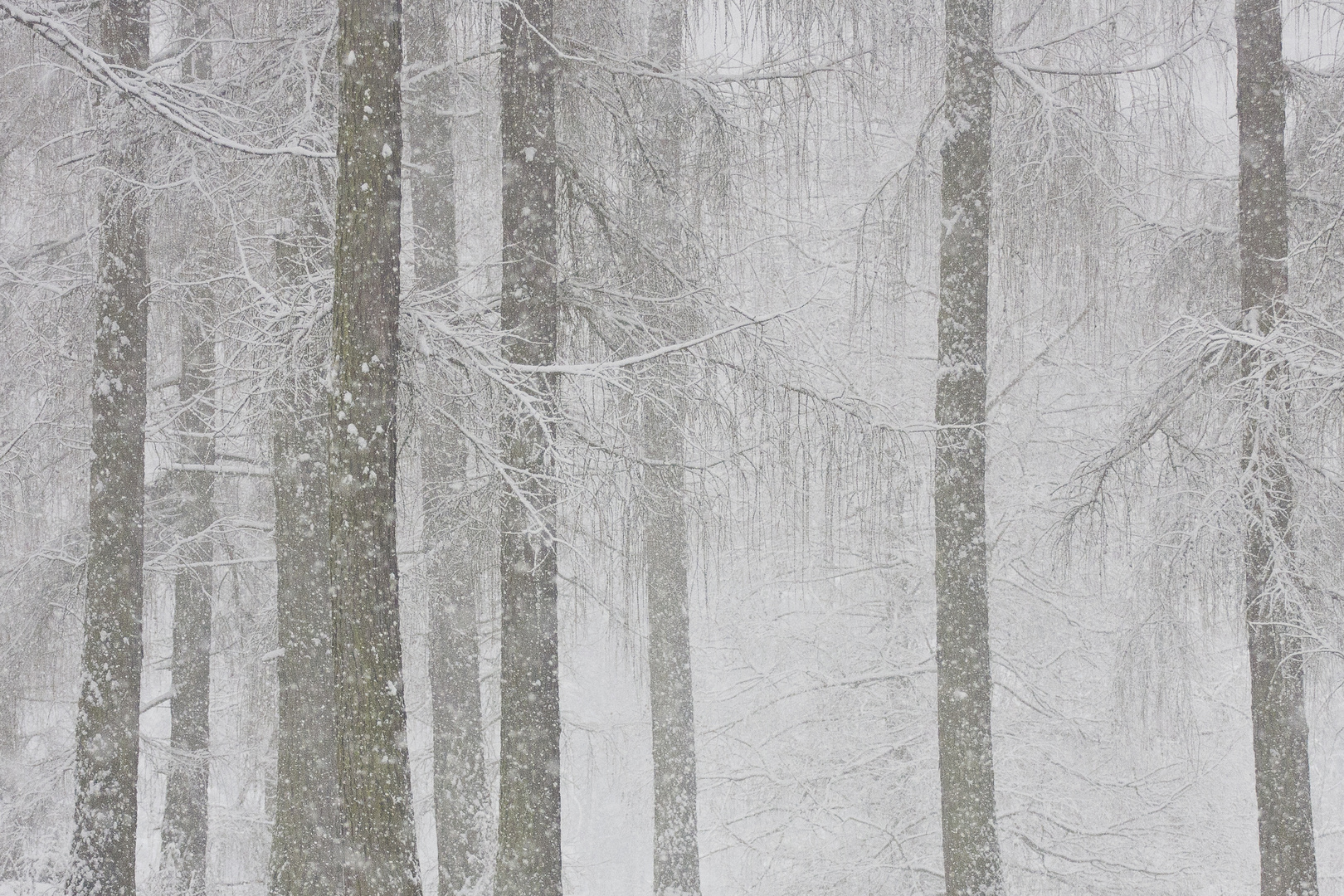 Scheegestöber - bufera di neve