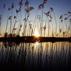 Scheerweiher in der goldenen Stunde 