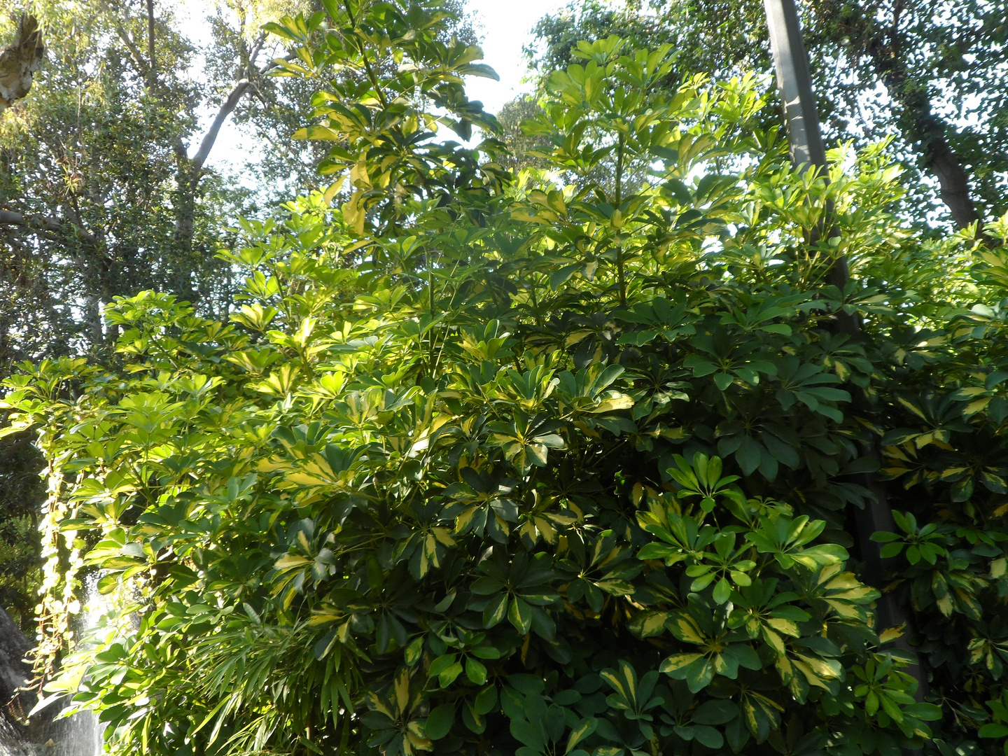 Schefflera