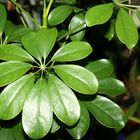 Schefflera Pflanzenblatt