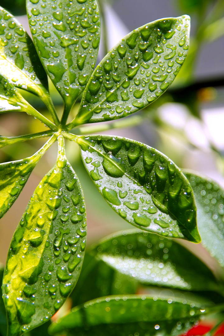 Schefflera (Strahlenaralie)