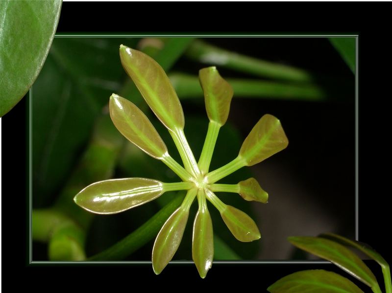 Schefflera...im Wachstum...und das bei meiner Pflege ;o)