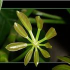 Schefflera...im Wachstum...und das bei meiner Pflege ;o)