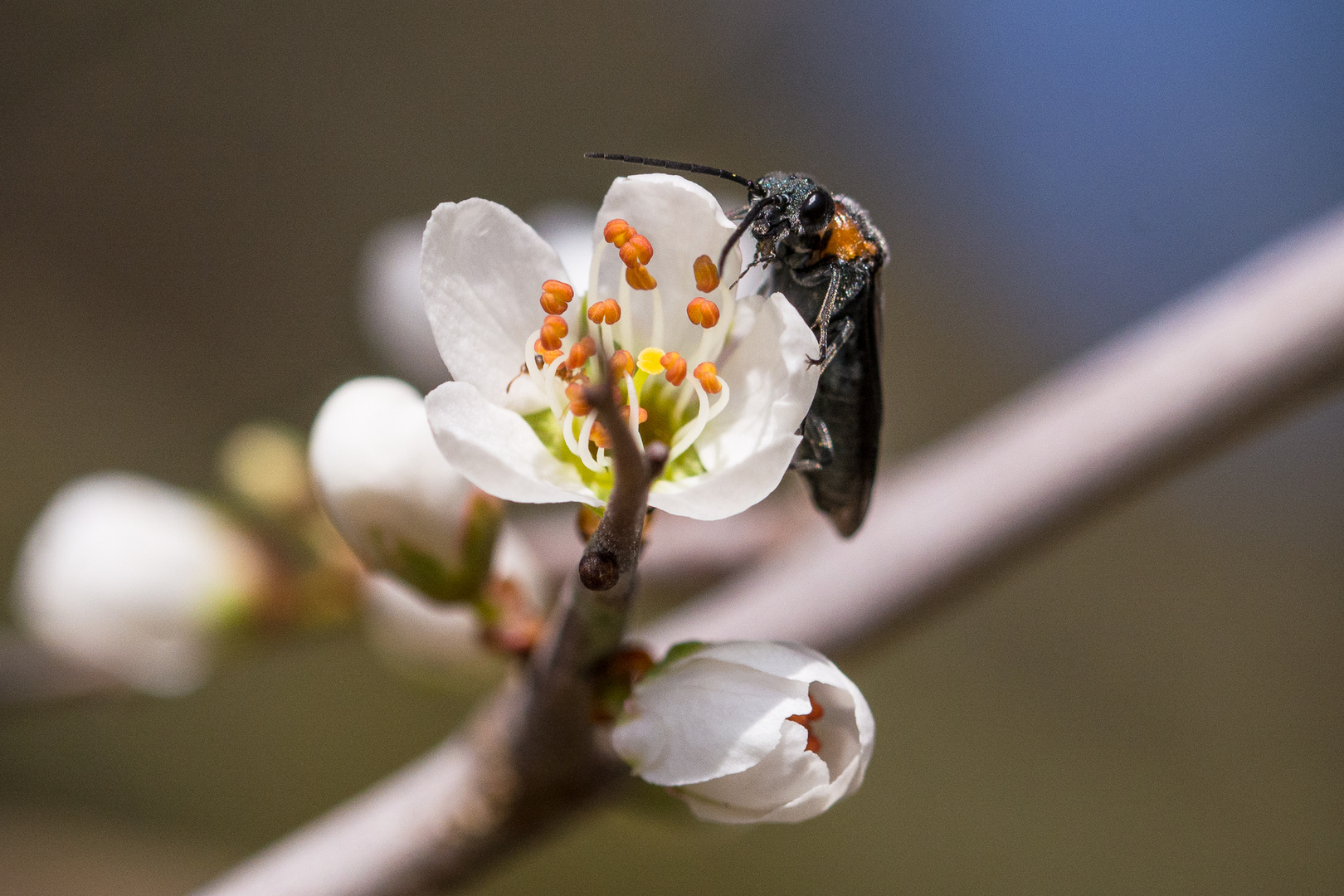 Schehenblüten eine sehr beliebte Nahrungsquelle. Nicht nur für Bienen....