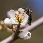 Schehenblüten eine sehr beliebte Nahrungsquelle. Nicht nur für Bienen....