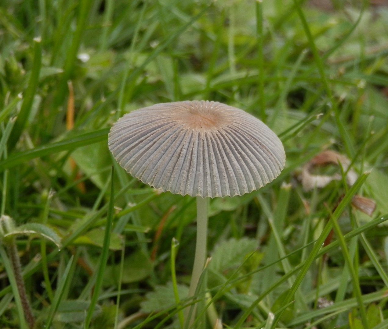 Scheibchen-Tintling (Parasola plicatilis)