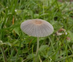 Scheibchen-Tintling (Parasola plicatilis)