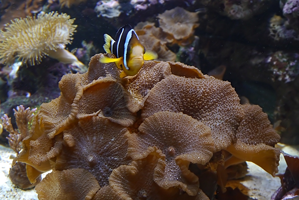 Scheiben- Anemonen oder Unterwasser-Pilze ;-)