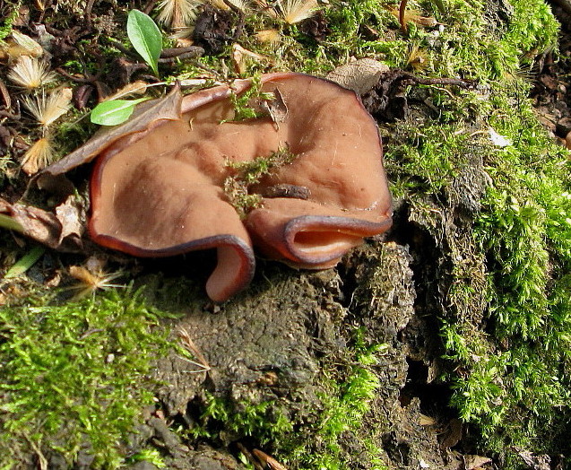 Scheiben-Lorchel = Discina perlata (Syn. D. ancilis; Gyromitra ancilis)