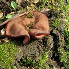 Scheiben-Lorchel = Discina perlata (Syn. D. ancilis; Gyromitra ancilis)