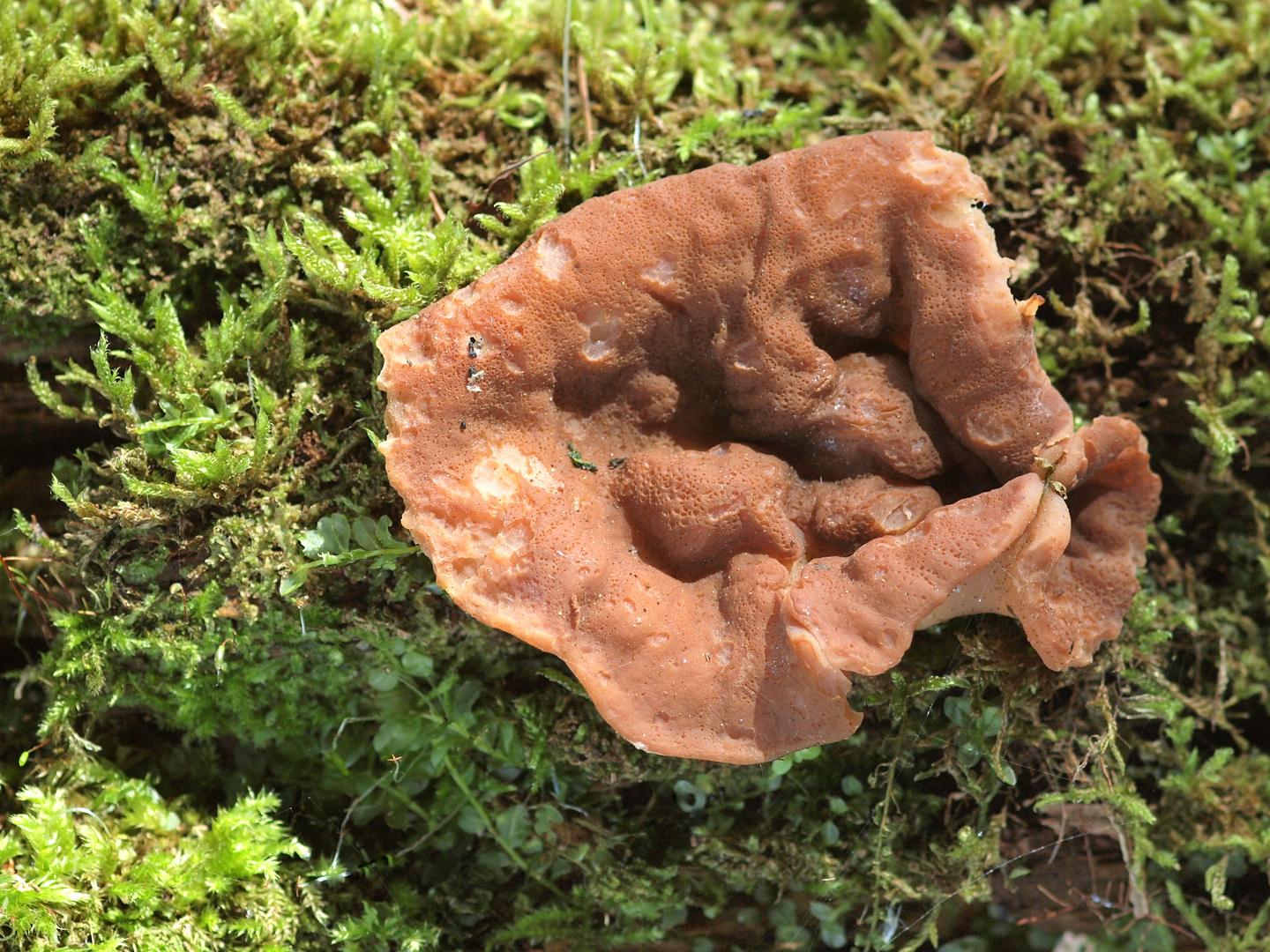 Scheiben-Lorchel (Gyromitra ancilis, Syn. Discina perlata)