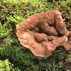 Scheiben-Lorchel (Gyromitra ancilis, Syn. Discina perlata)