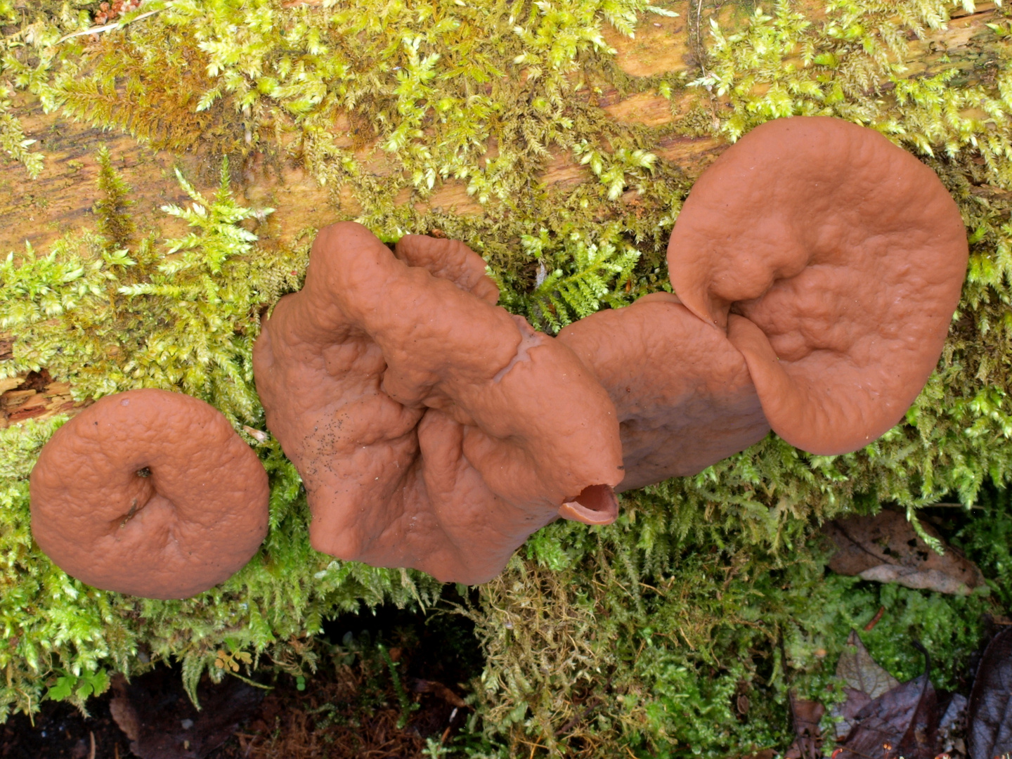 Scheibenlorchel, Größter Scheibling, Scheiben-Lorchel (Gyromitra ancilis)