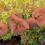 Scheibenlorchel, Größter Scheibling, Scheiben-Lorchel (Gyromitra ancilis)