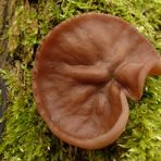 Scheibenlorchel (Gyromitra ancilis)