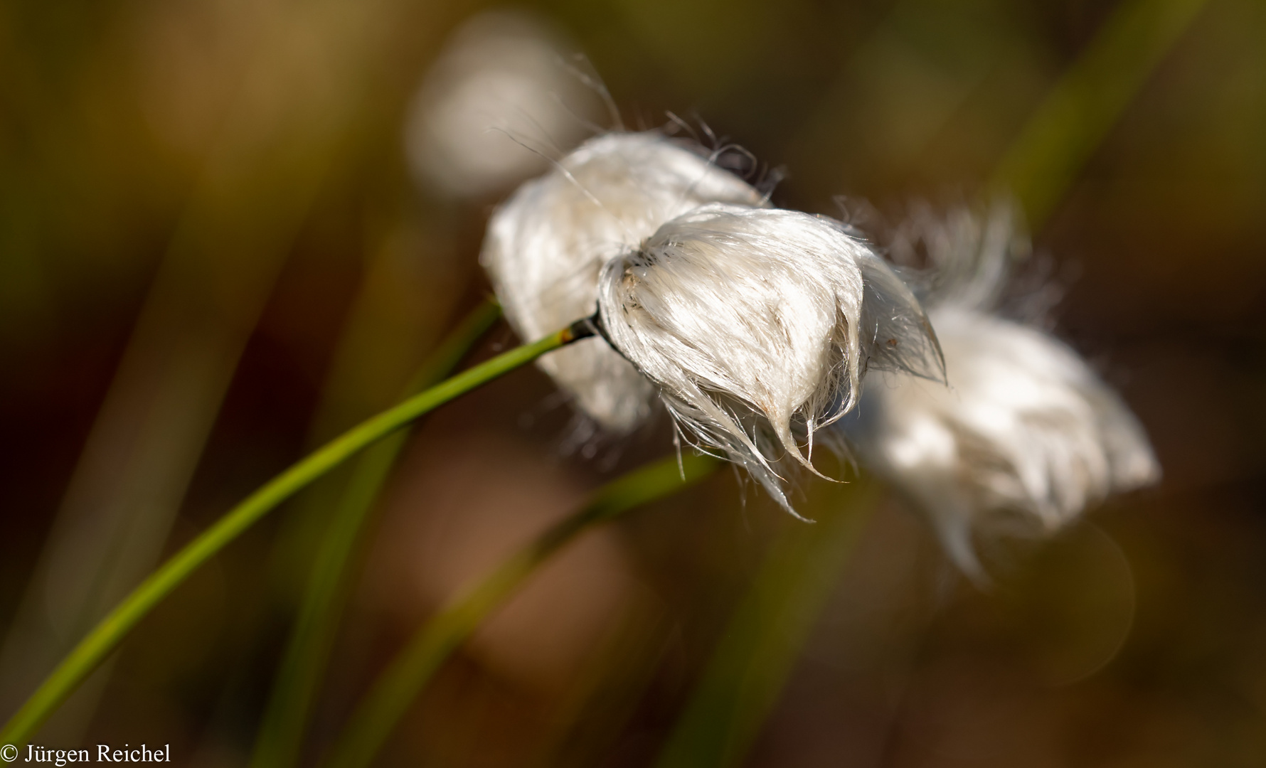 Scheiden-Wollgras ( Eriophorum vaginatum  ) 