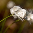 Scheiden-Wollgras ( Eriophorum vaginatum  ) 