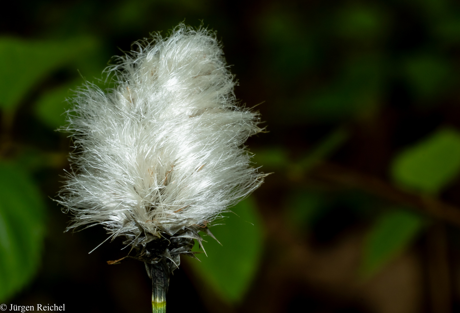 Scheiden-Wollgras (Eriophorum vaginatum L.) 