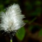 Scheiden-Wollgras (Eriophorum vaginatum L.) 