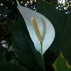 Scheidenblatt (Spathiphyllum)