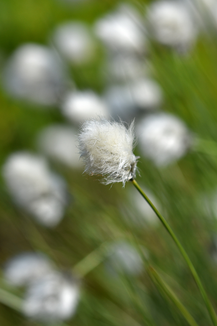 Scheidiges Wollgras (Eriophorum vaginatum)