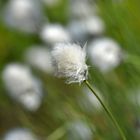 Scheidiges Wollgras (Eriophorum vaginatum)