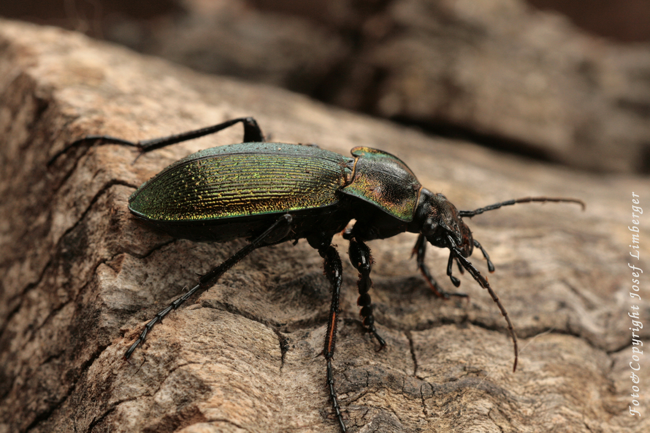 Scheidlers Laufkäfer (Carabus scheidleri) Foto&Copyright Josef Limberger