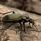 Scheidlers Laufkäfer (Carabus scheidleri) Foto&Copyright Josef Limberger