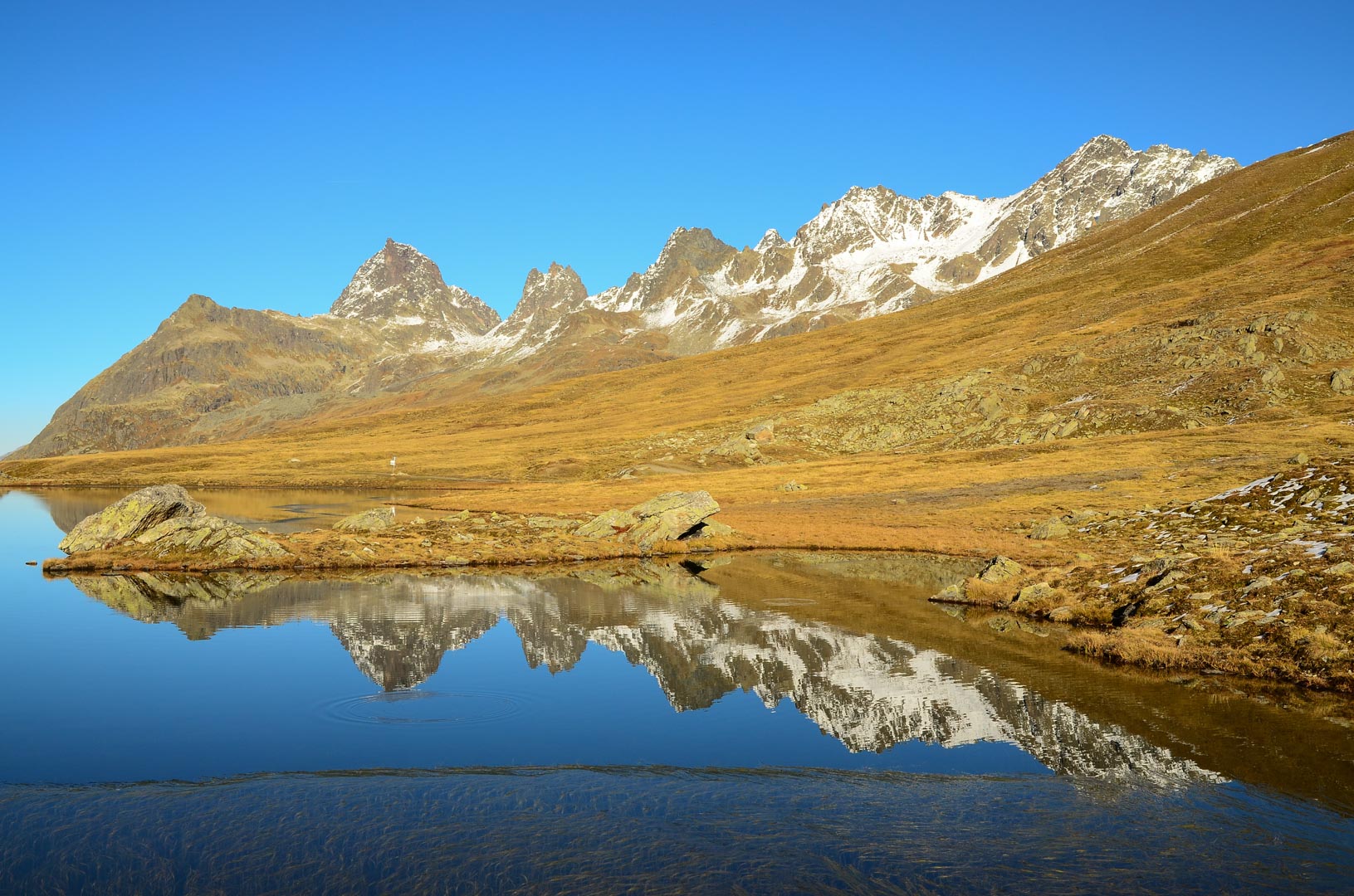 scheidsee