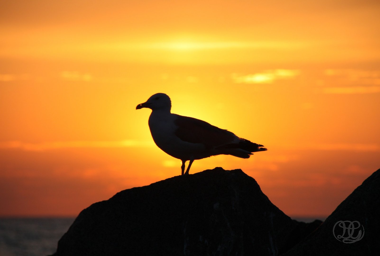 SCHEINbar eine Möwe