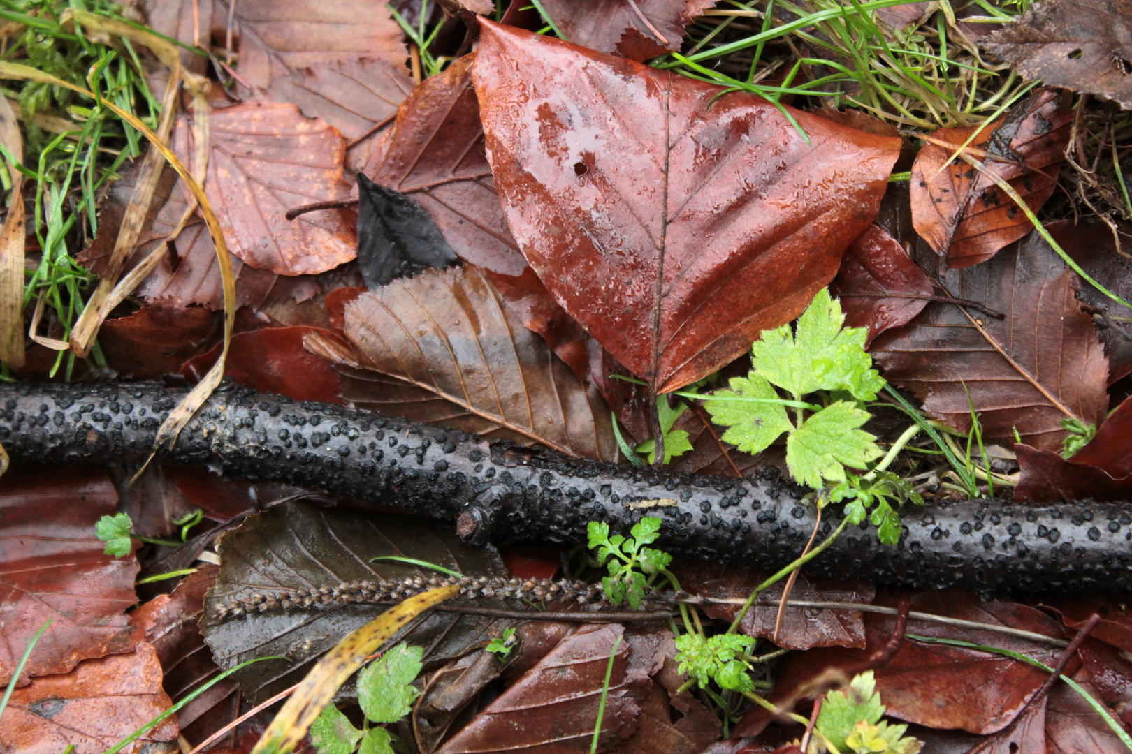 Scheinbares Stilleben am Waldboden