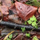 Scheinbares Stilleben am Waldboden