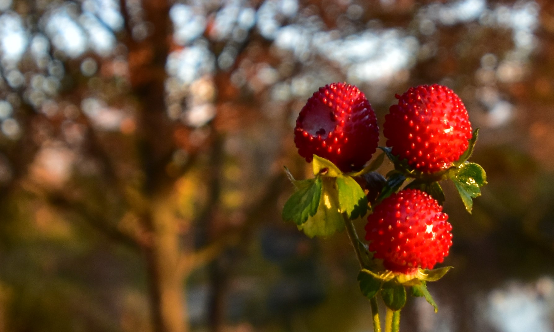 Scheinbeeren