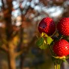 Scheinbeeren