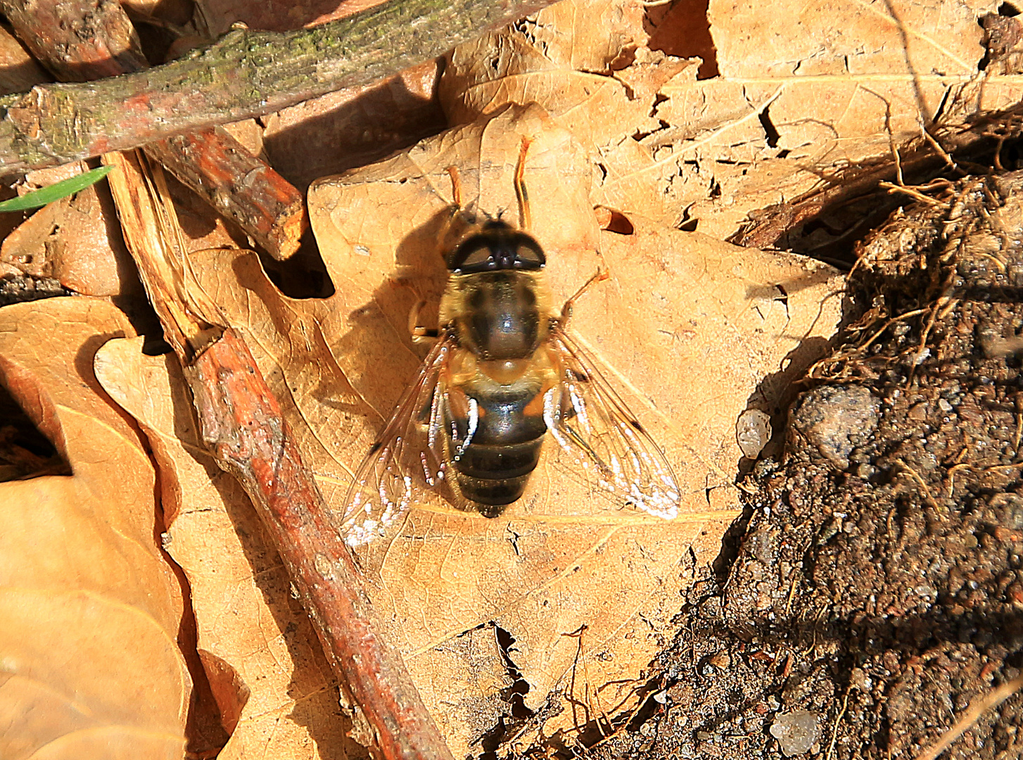 Scheinbienen-Keilfleckschwebfliege