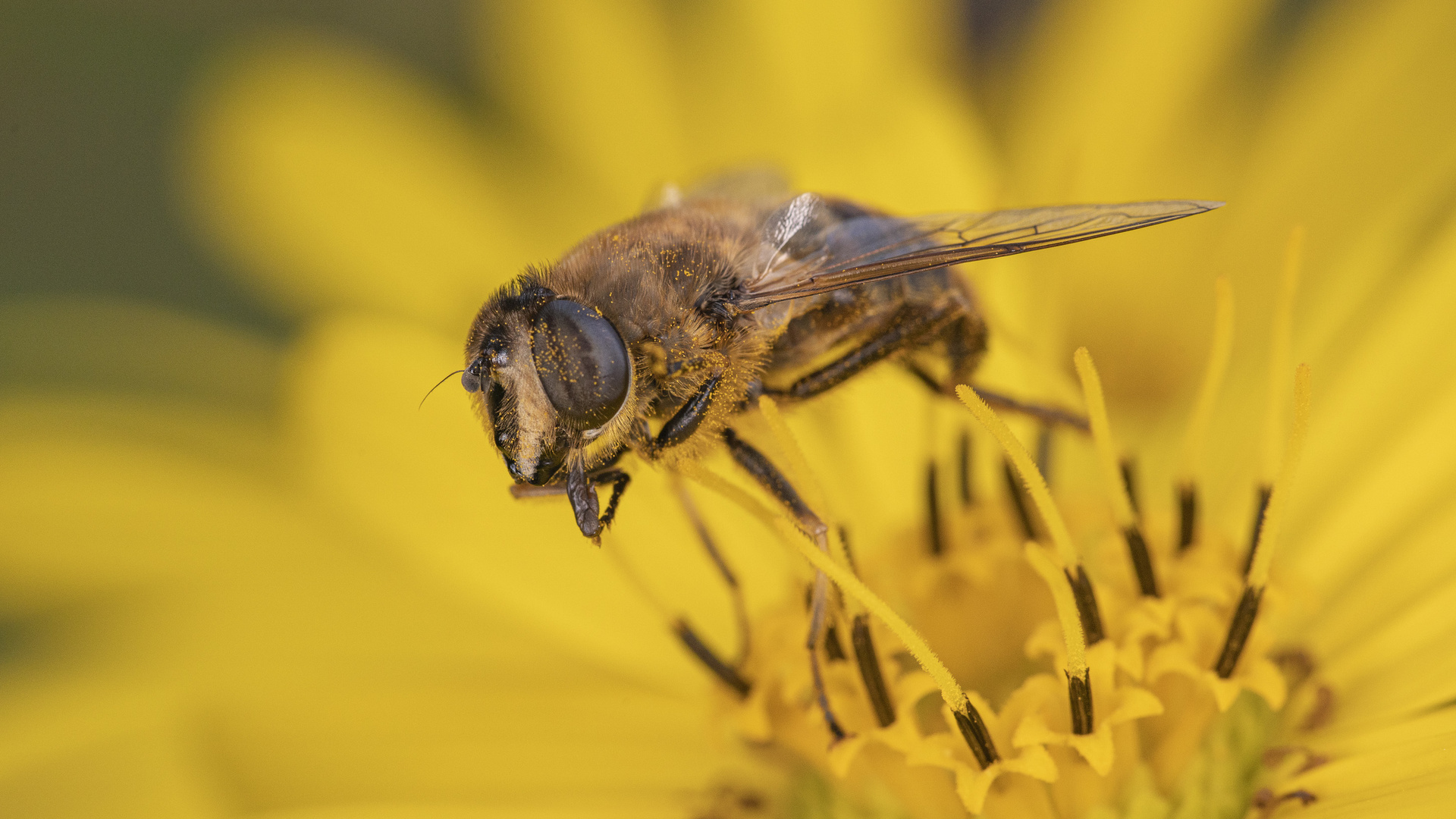 Scheinbienen-Keilfleckschwebfliege